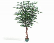 FICUS